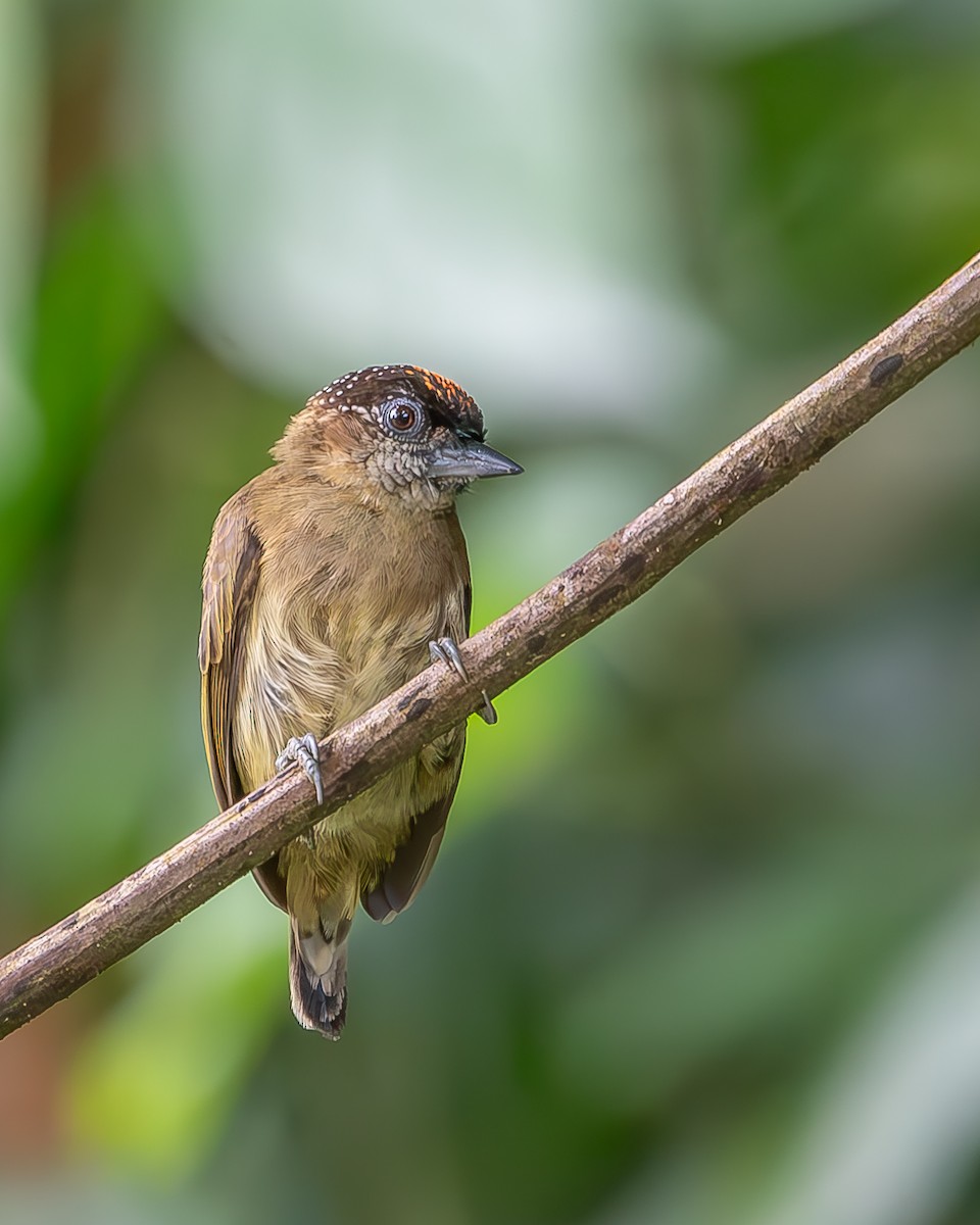 Olivaceous Piculet - ML620258561