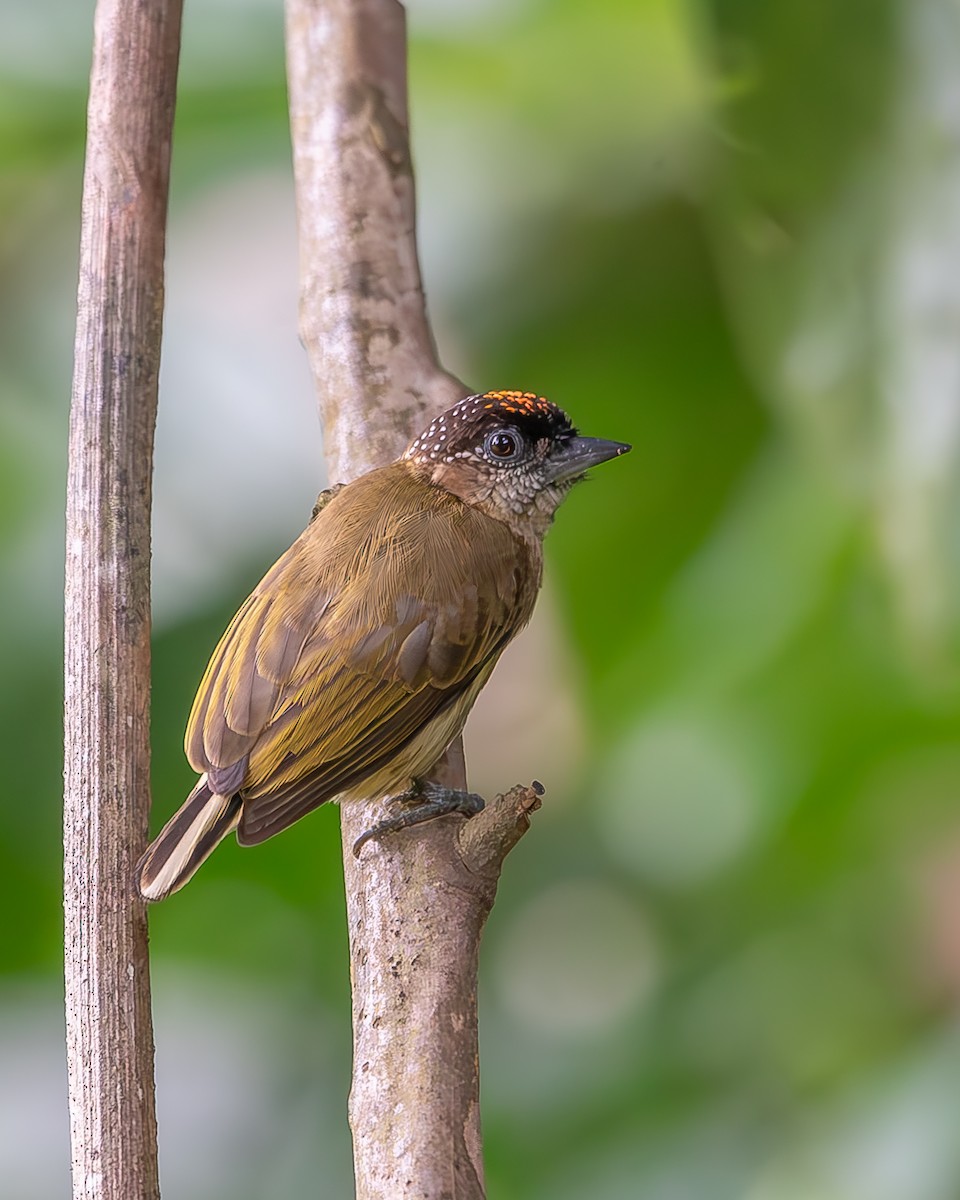 Olivaceous Piculet - ML620258562