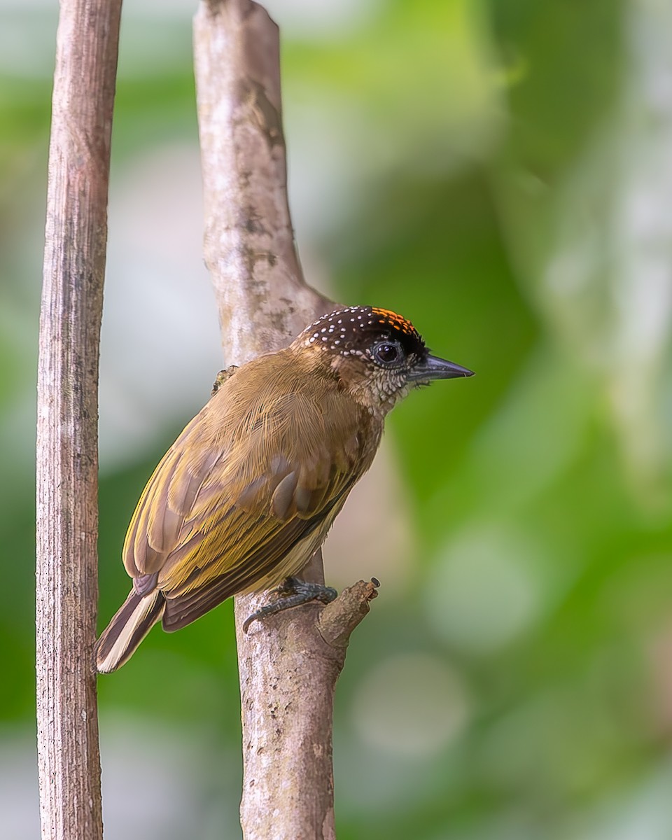 Olivaceous Piculet - ML620258563