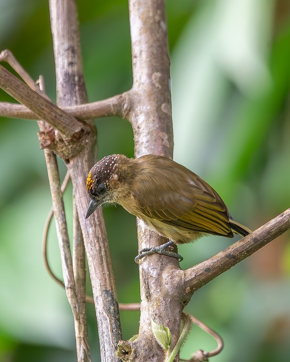 Olivaceous Piculet - ML620258564