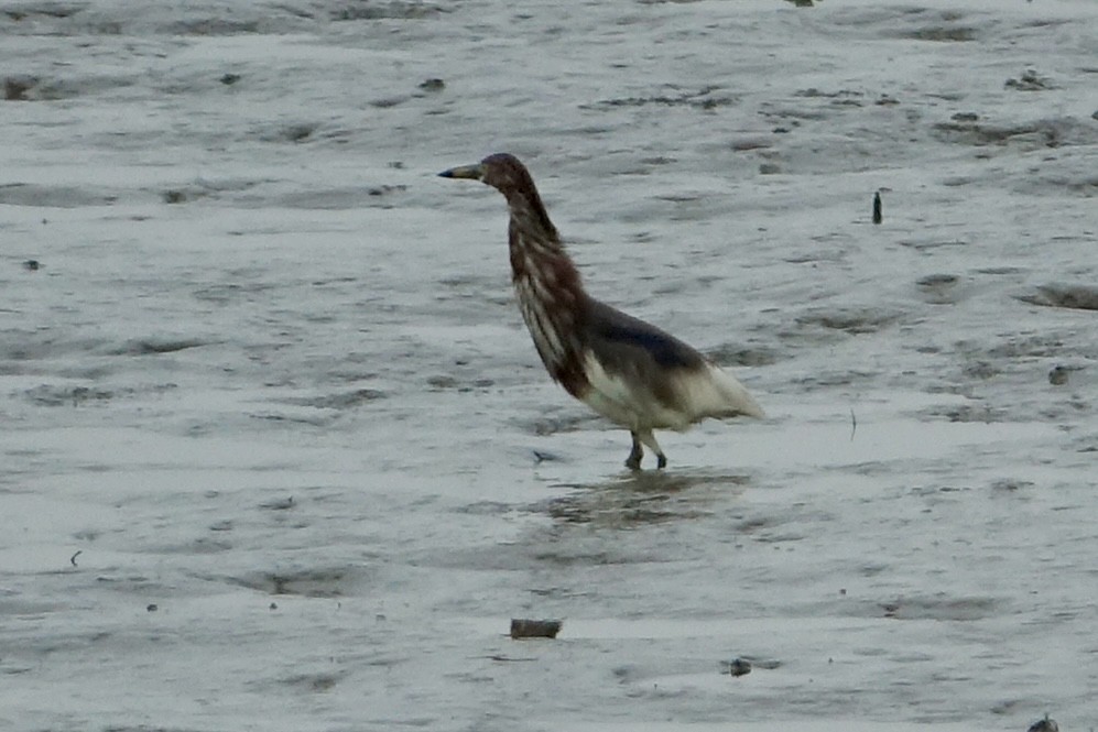 Chinese Pond-Heron - ML620258566