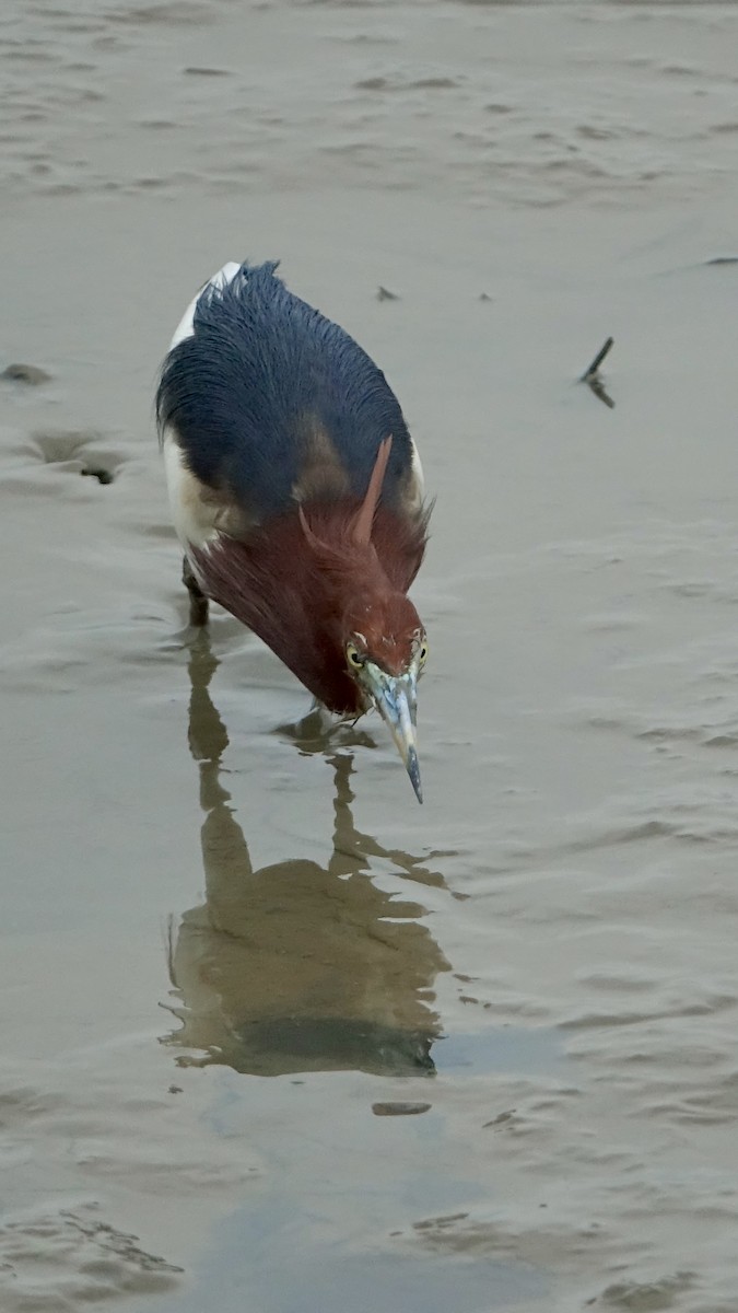Chinese Pond-Heron - Pine Cone
