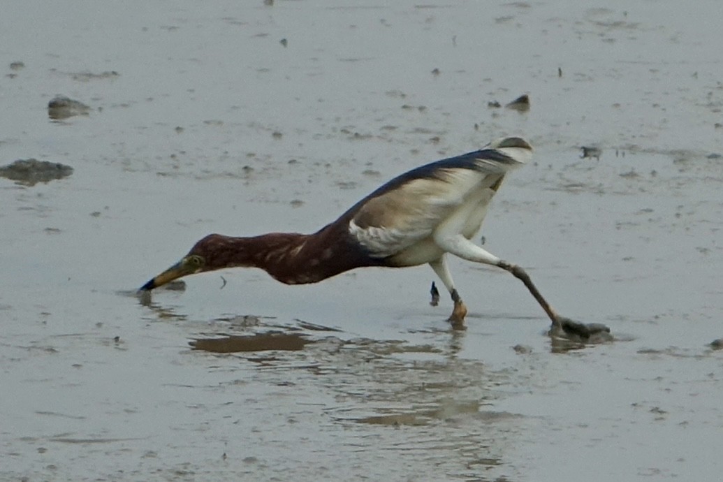 Chinese Pond-Heron - ML620258571