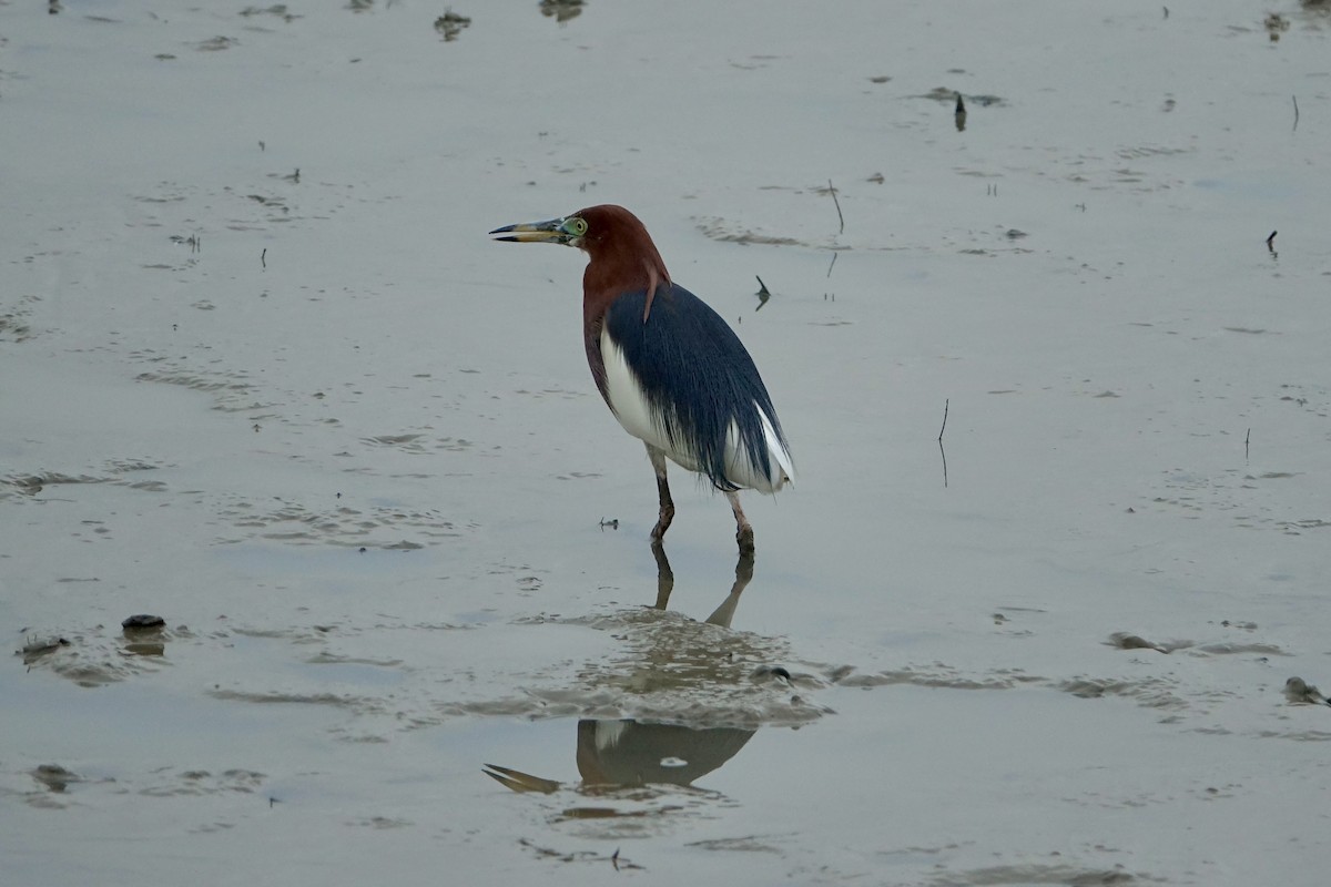 Chinese Pond-Heron - ML620258572