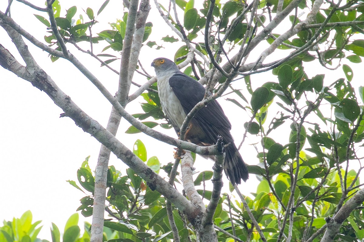 Gavilán Bicolor (bicolor) - ML620258576