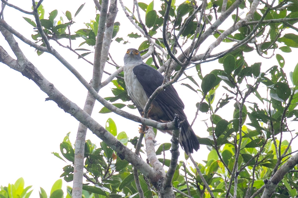 Gavilán Bicolor (bicolor) - ML620258577