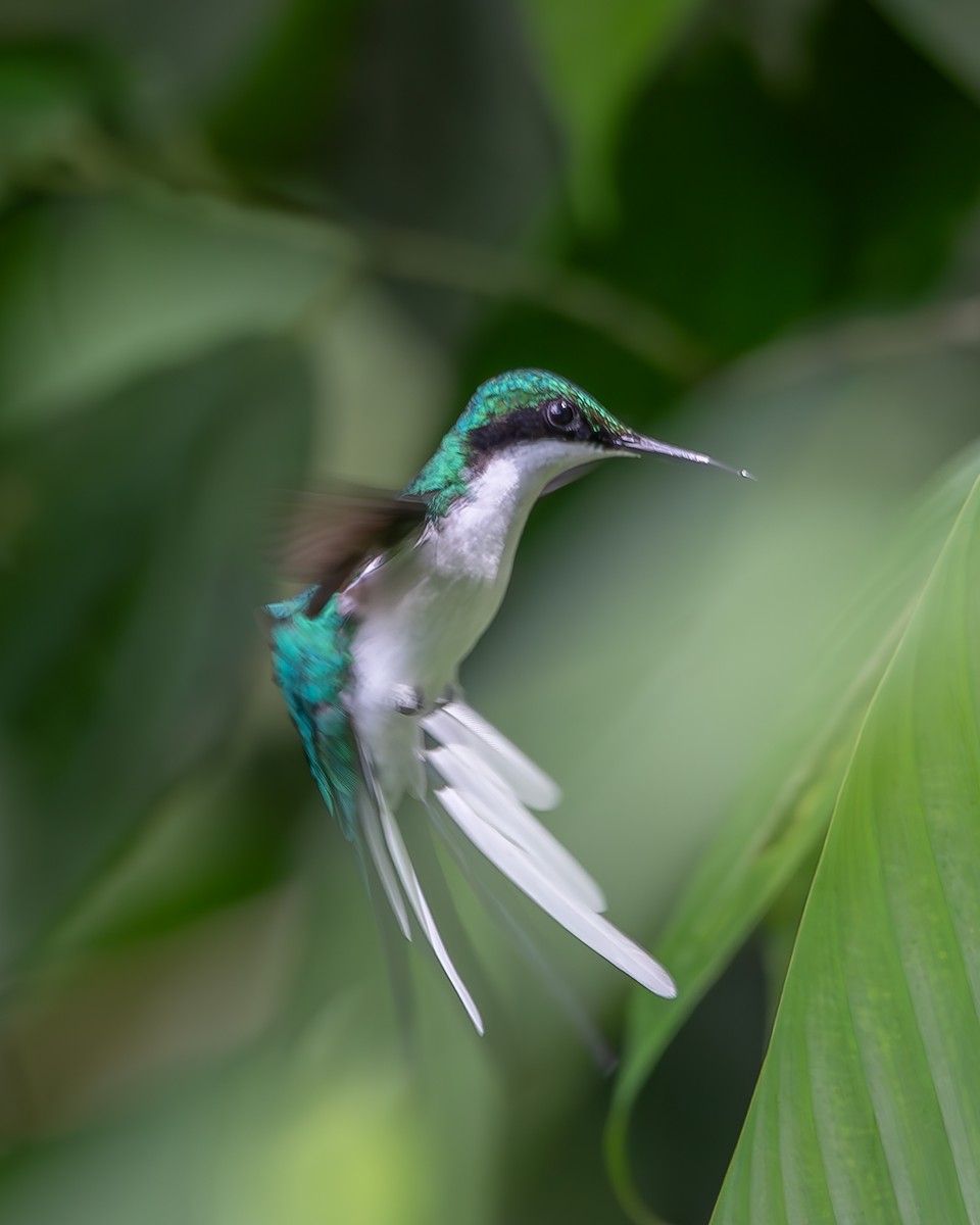 Purple-crowned Fairy - ML620258578