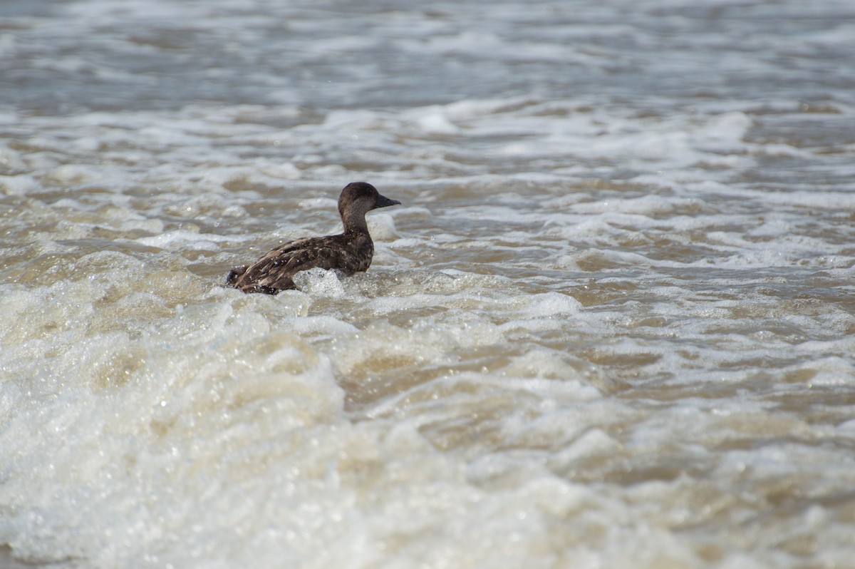 Black Scoter - ML620258579