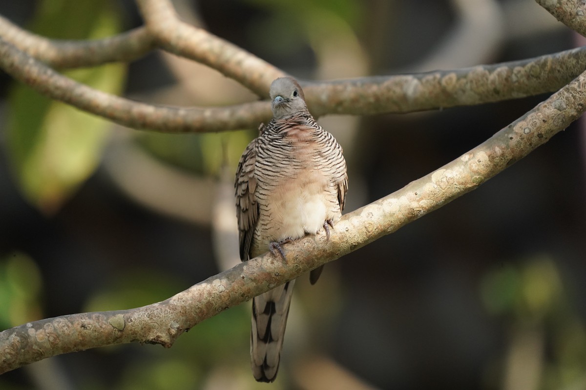 Zebra Dove - Keng Keok Neo