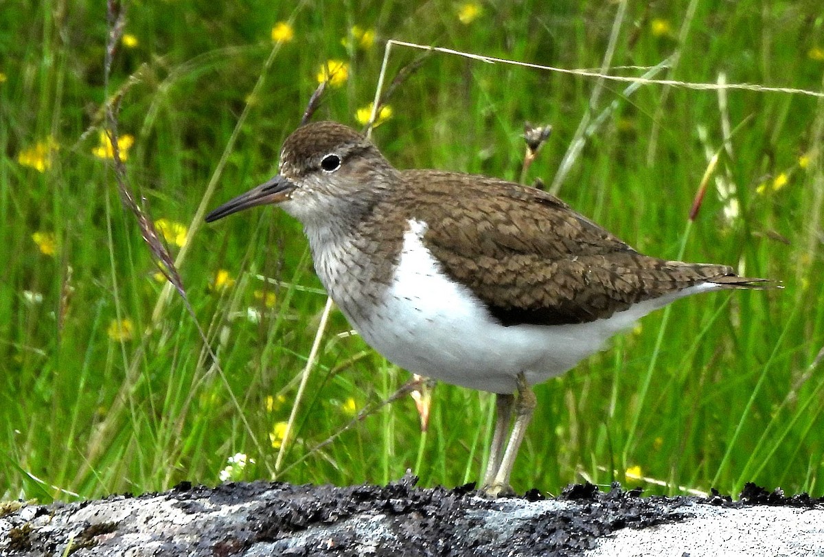 Common Sandpiper - ML620258586