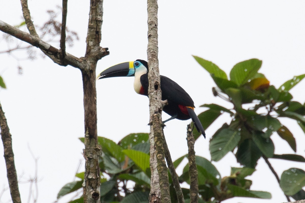 White-throated Toucan (Cuvier's) - ML620258589