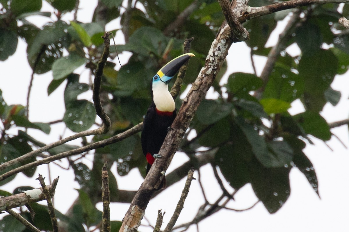 White-throated Toucan (Cuvier's) - ML620258590