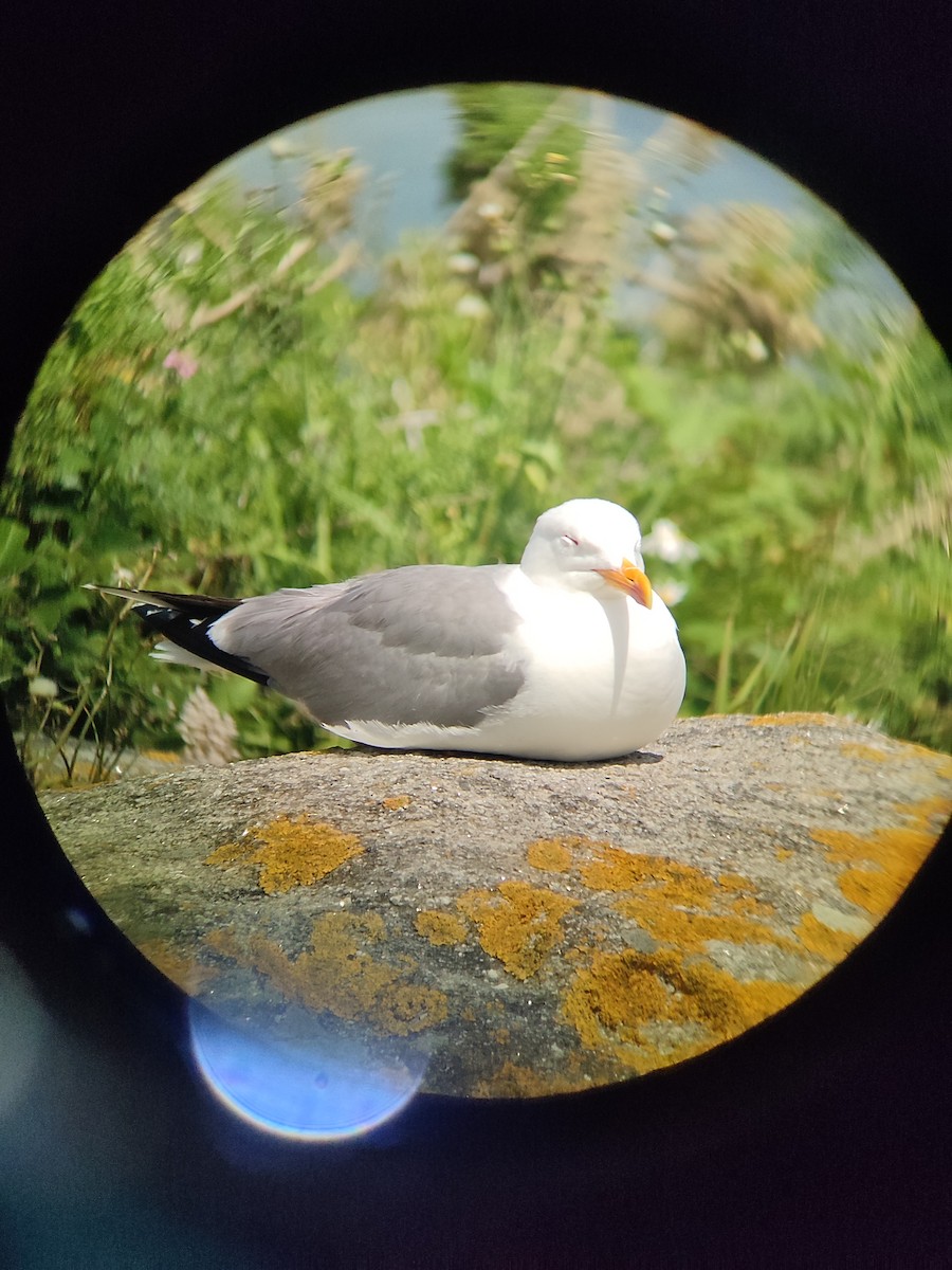 Yellow-legged Gull - ML620258595