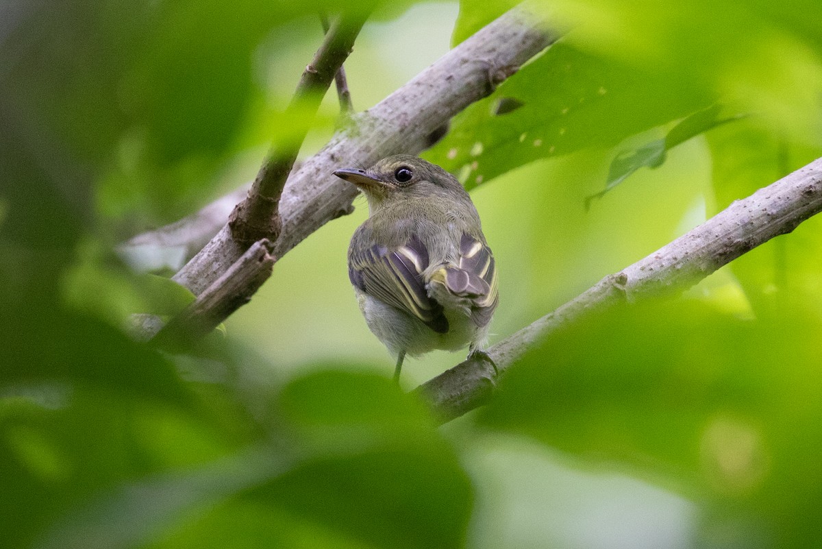 Olive-faced Flatbill - ML620258599