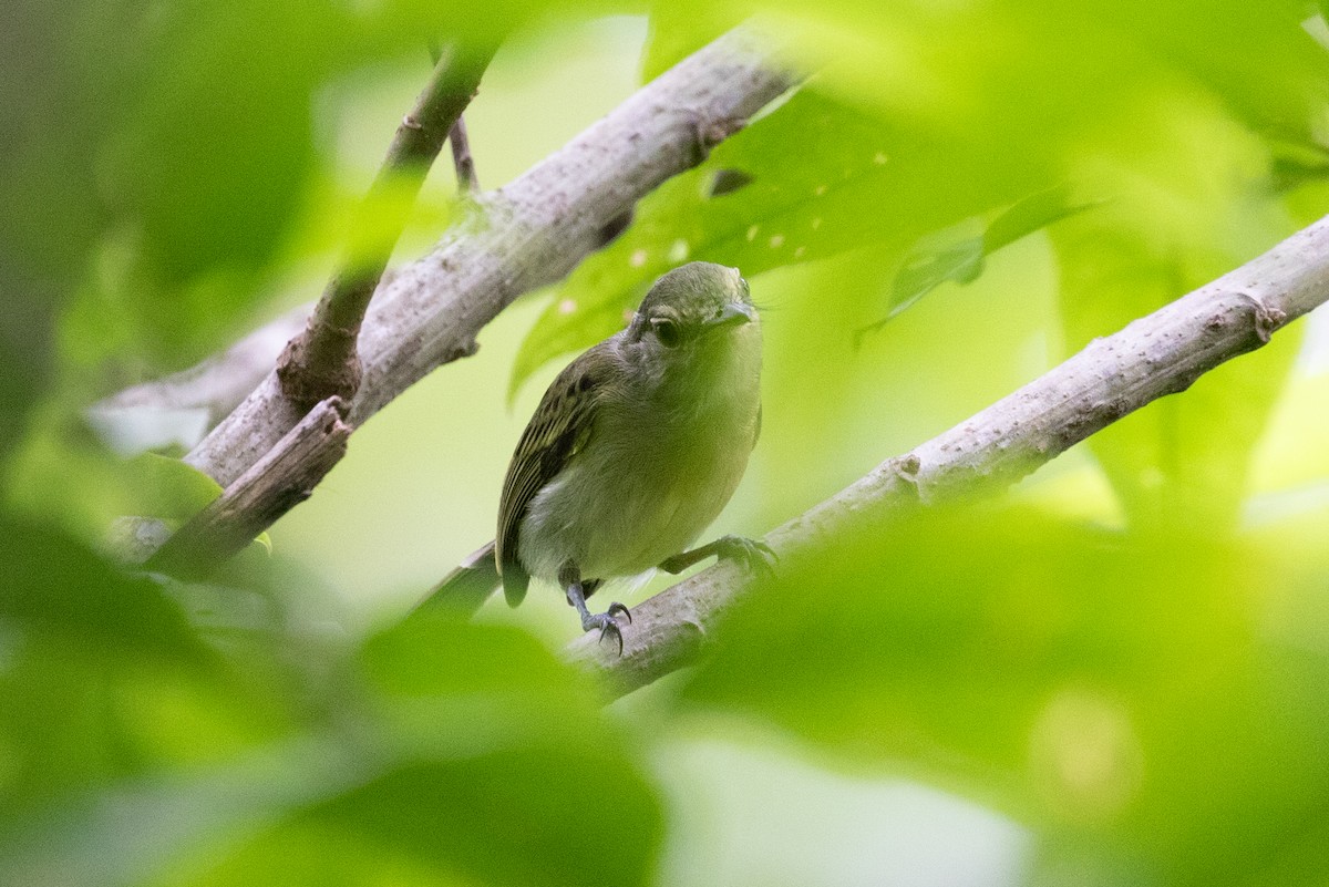 Olive-faced Flatbill - ML620258600