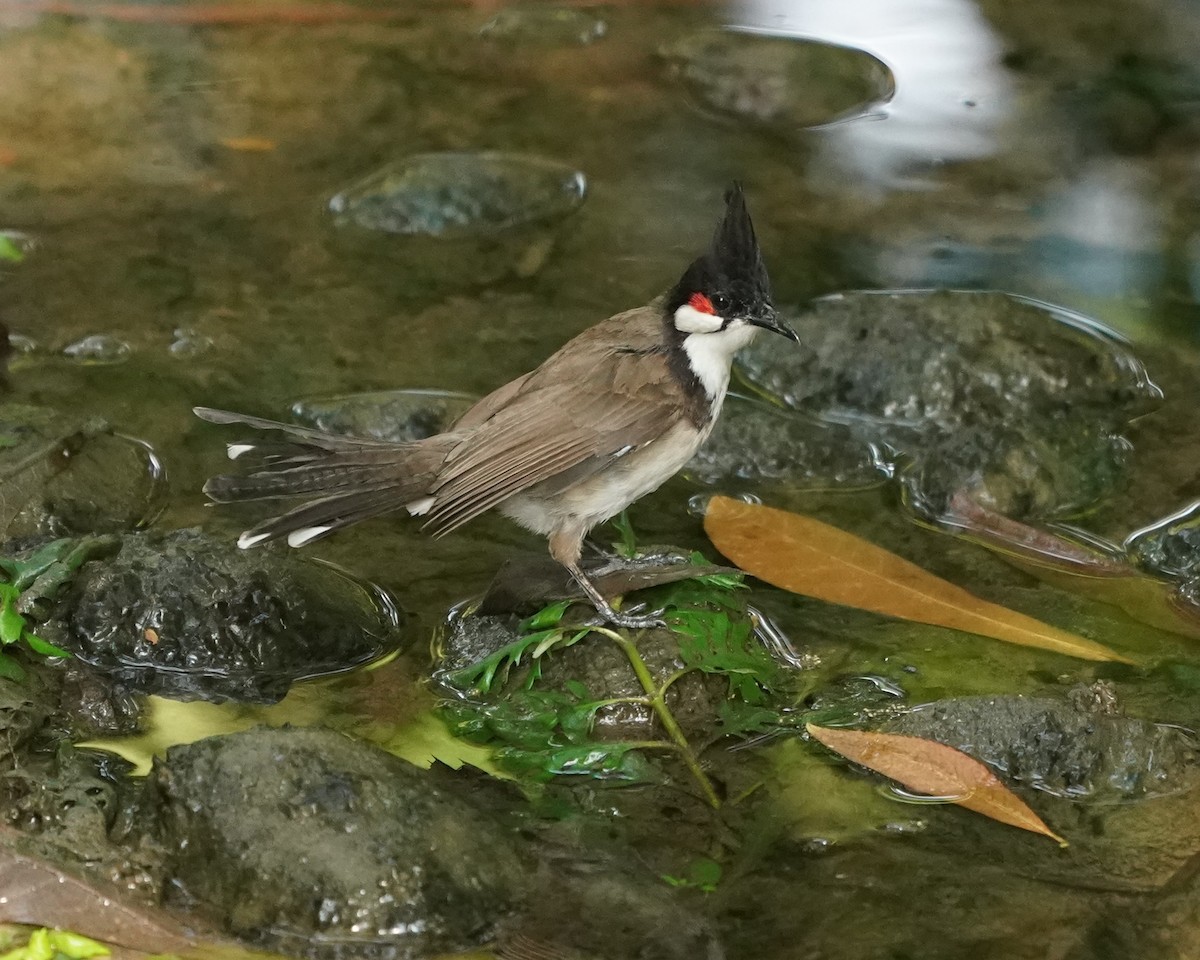 Red-whiskered Bulbul - ML620258603