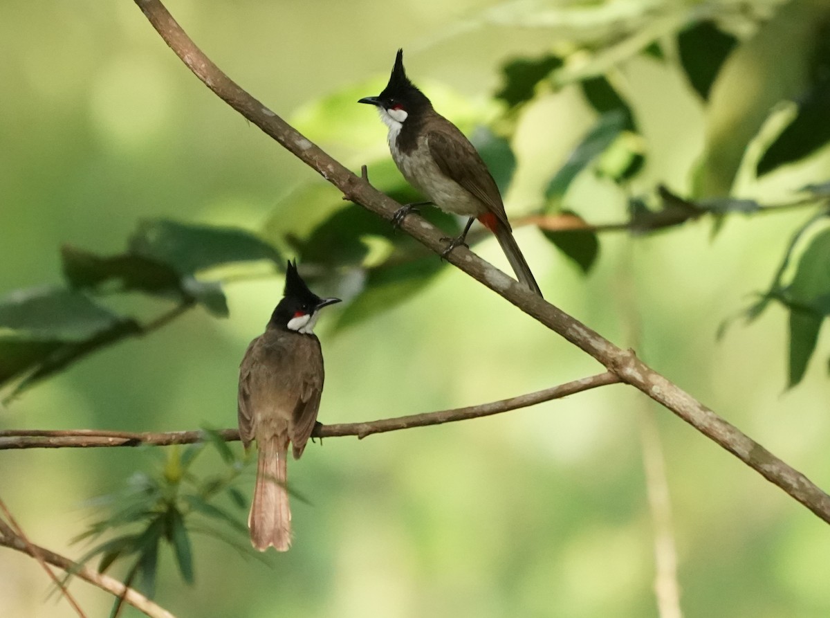 Red-whiskered Bulbul - ML620258605