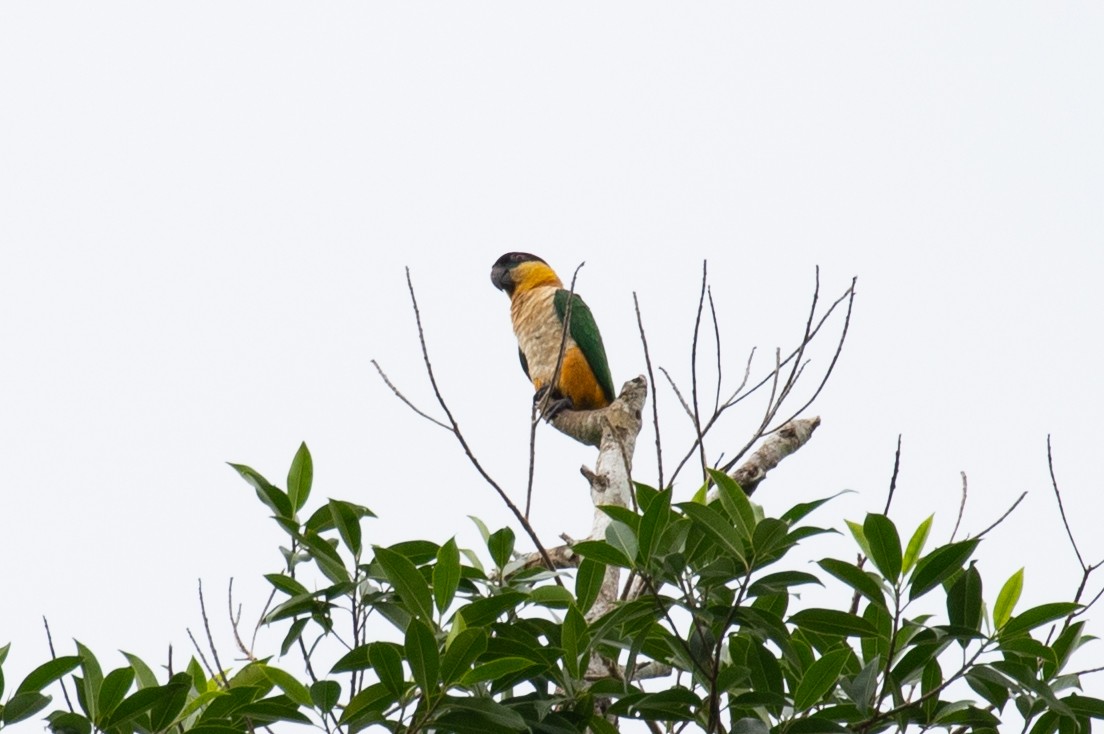 Black-headed Parrot - ML620258606