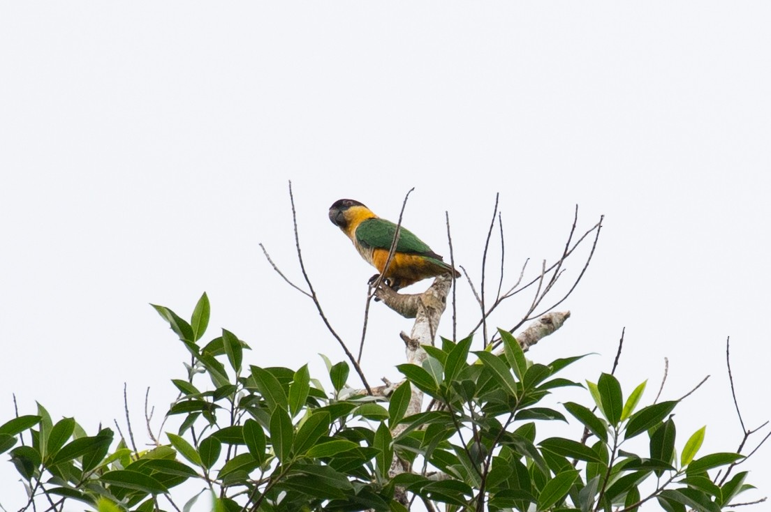 Black-headed Parrot - ML620258607