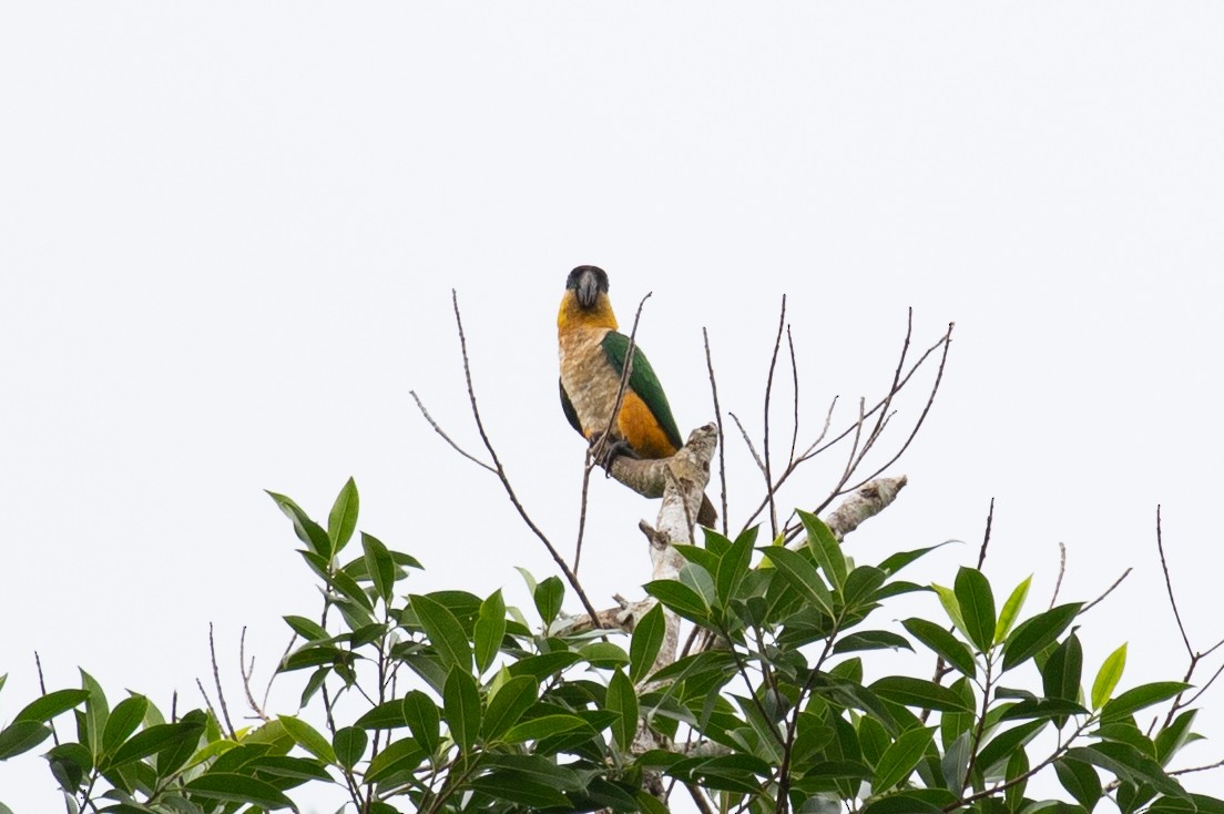 Black-headed Parrot - ML620258608