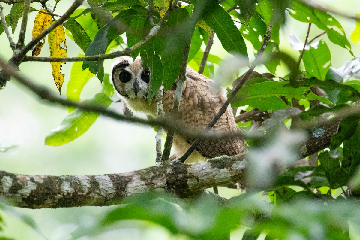 Hibou strié - ML620258609