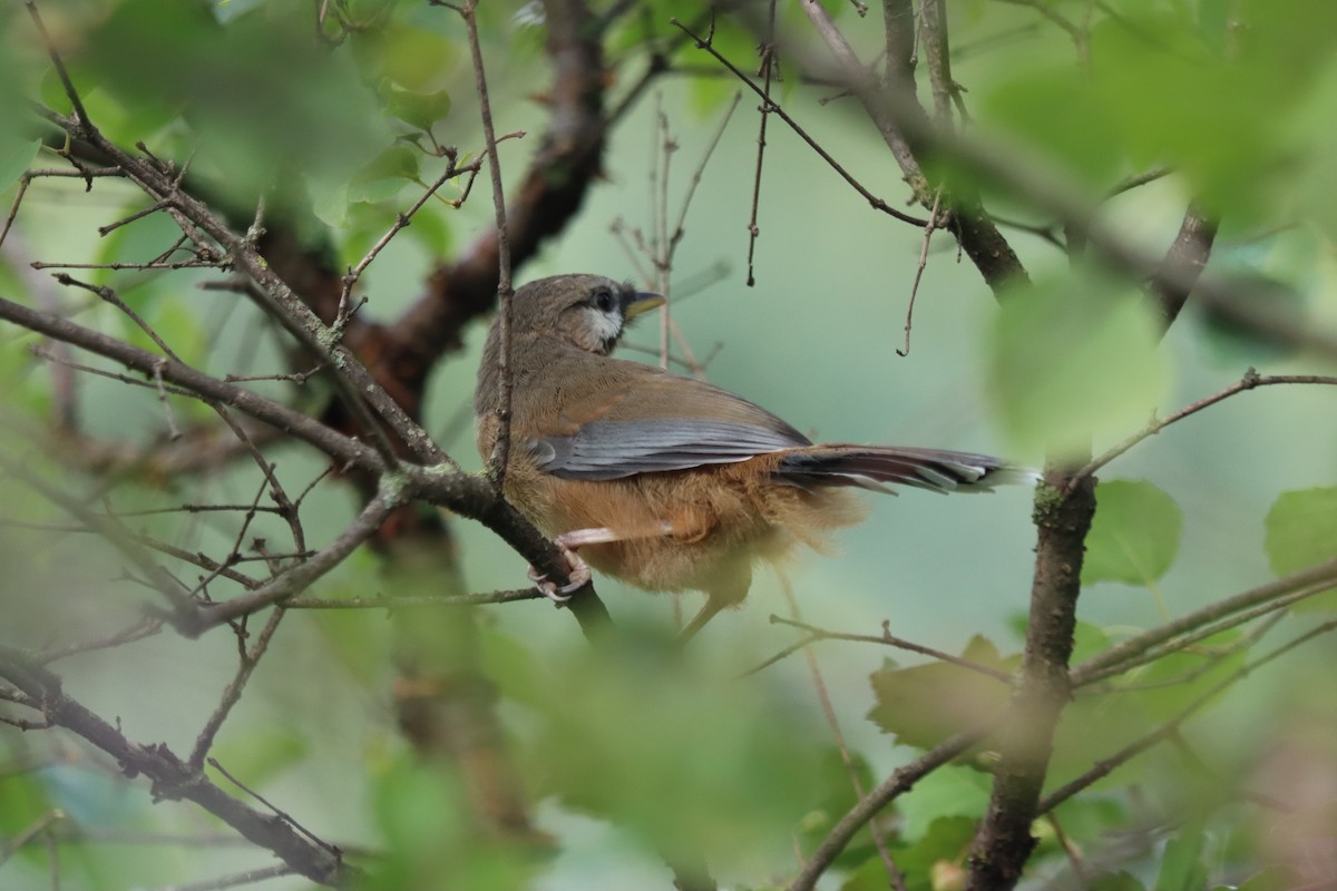 Snowy-cheeked Laughingthrush - Jingyi Yang