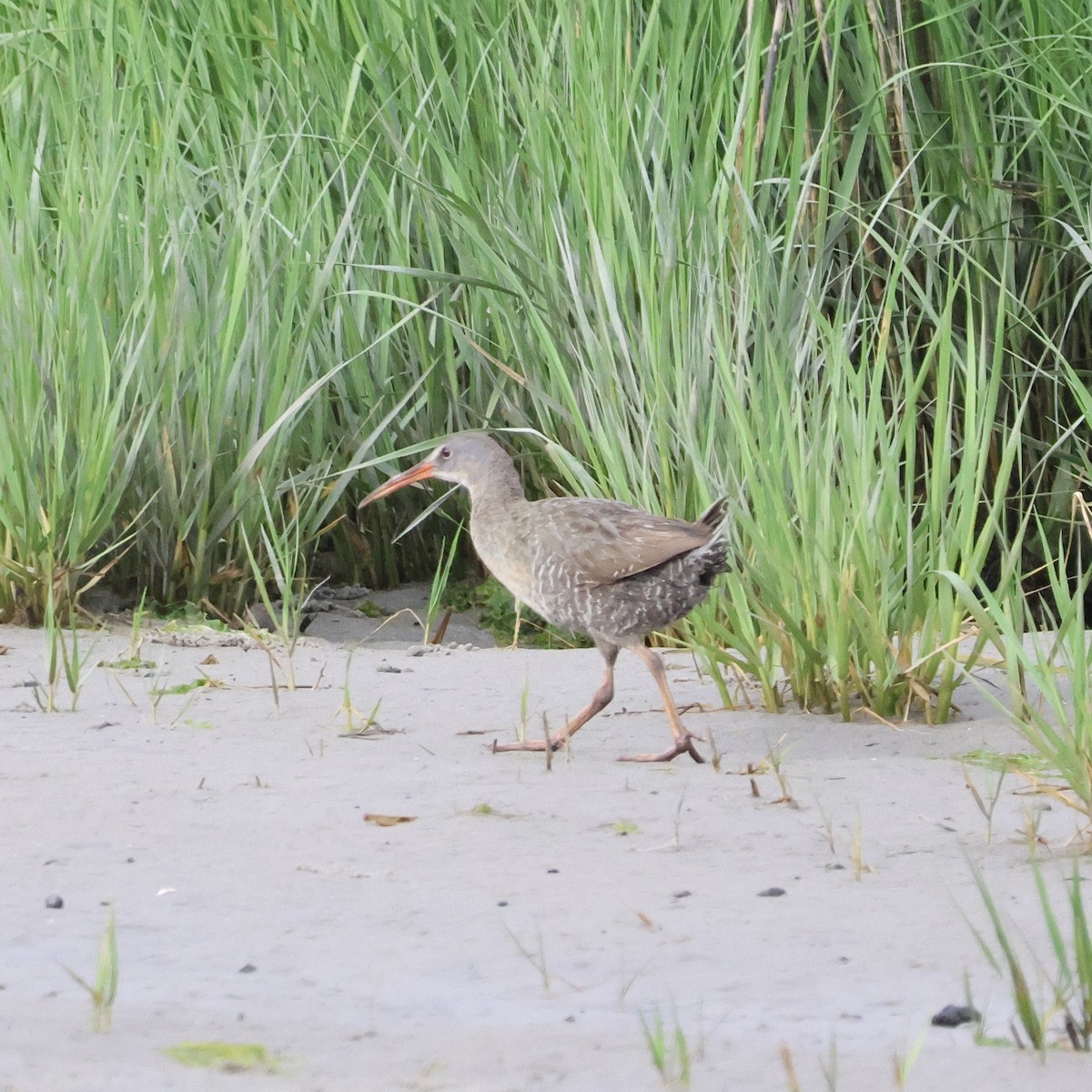 Clapper Rail - ML620258627