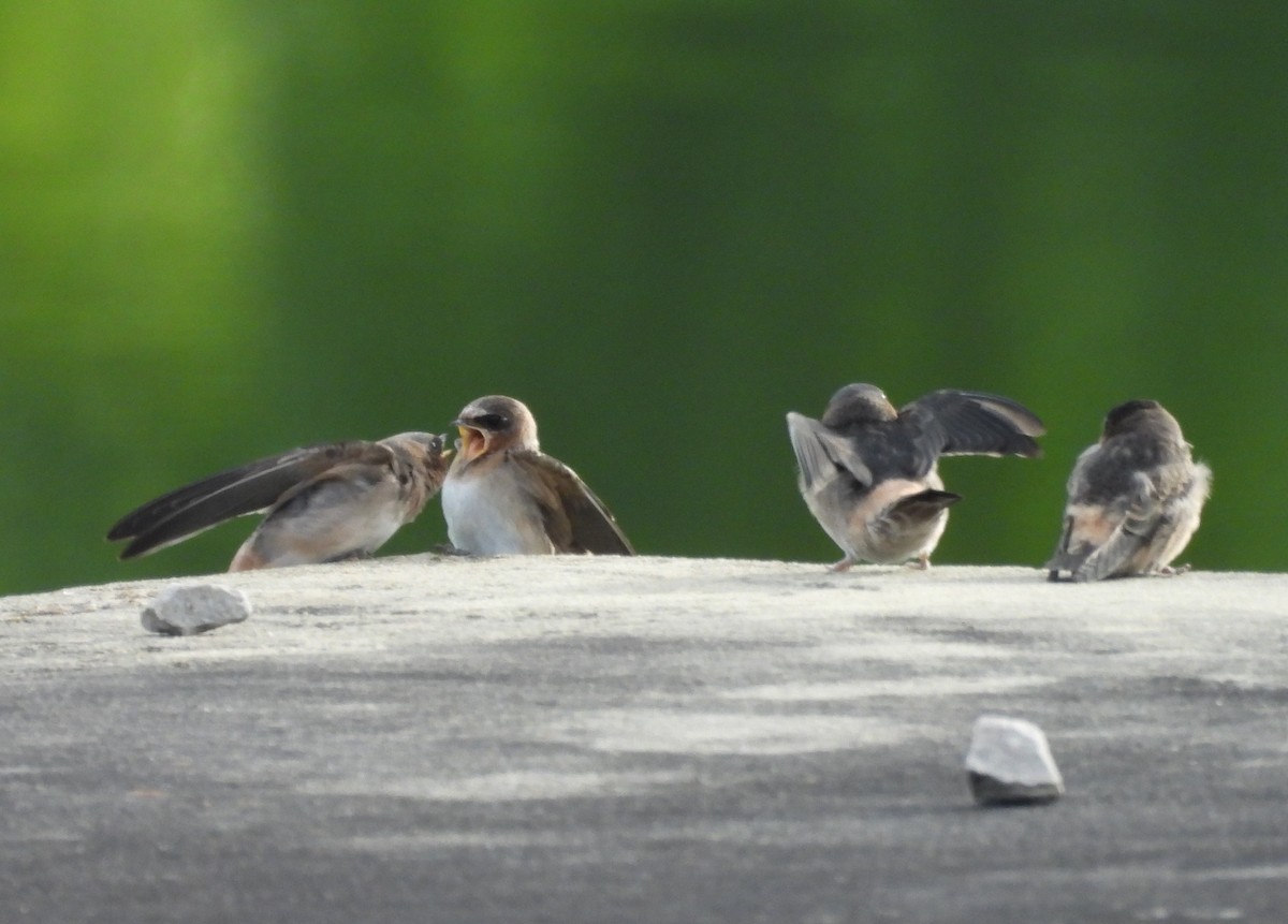 Cliff Swallow - ML620258630