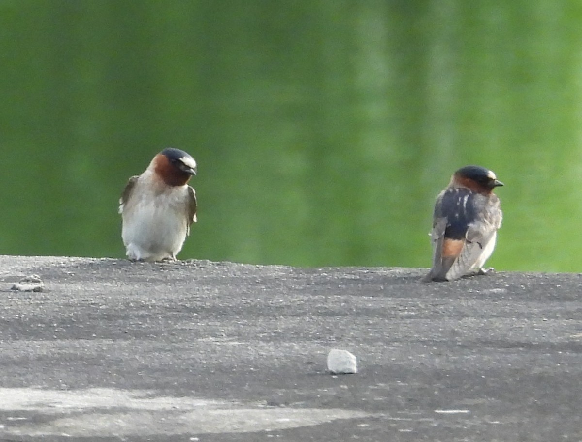 Cliff Swallow - ML620258631