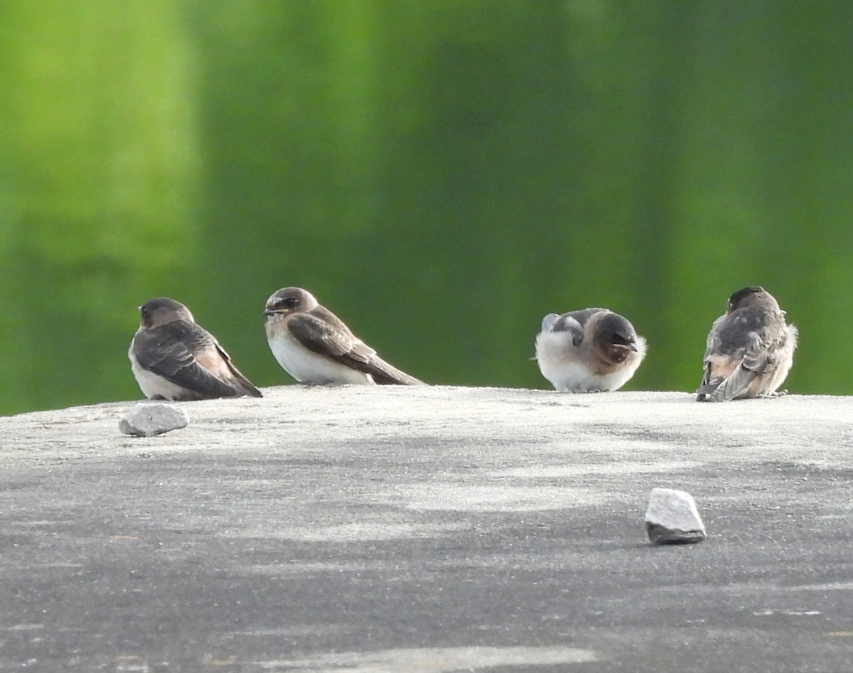 Cliff Swallow - ML620258632