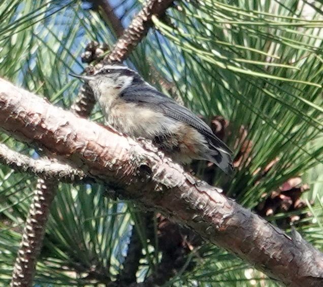 Red-breasted Nuthatch - ML620258652