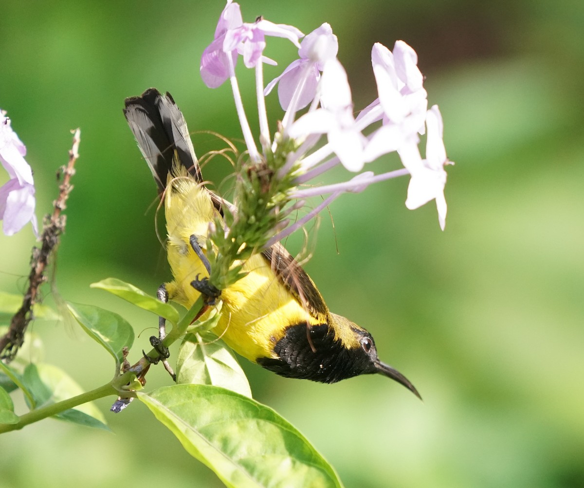 Ornate Sunbird - ML620258656