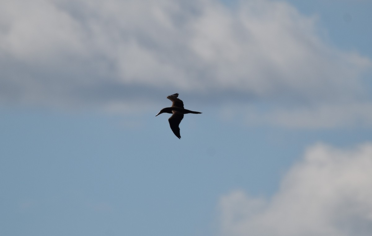 Brown Booby - Harold Quinn