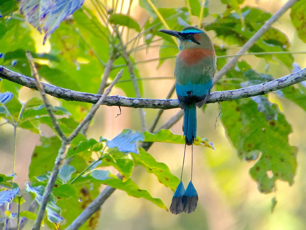 Turquoise-browed Motmot - ML620258658