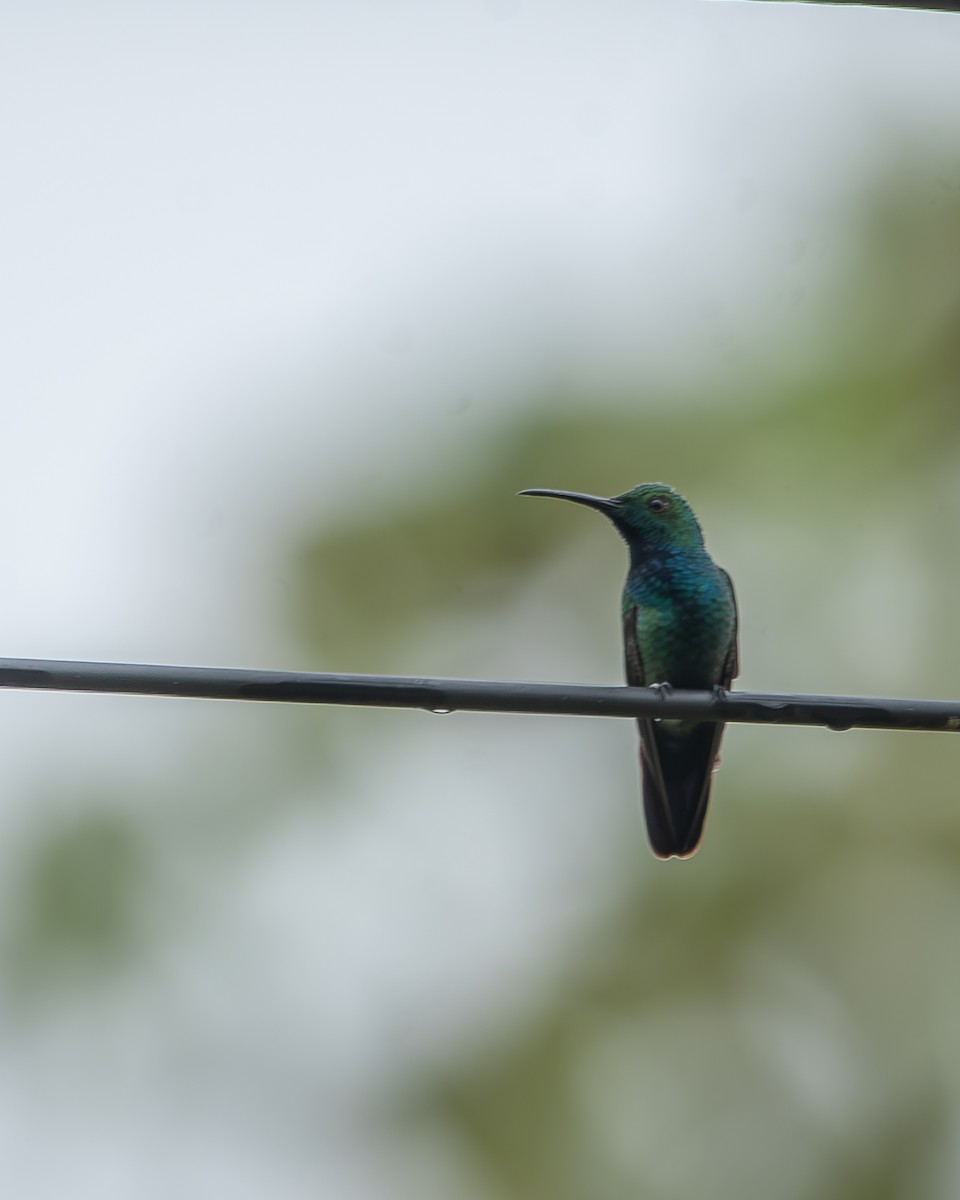 Green-breasted Mango - ML620258659