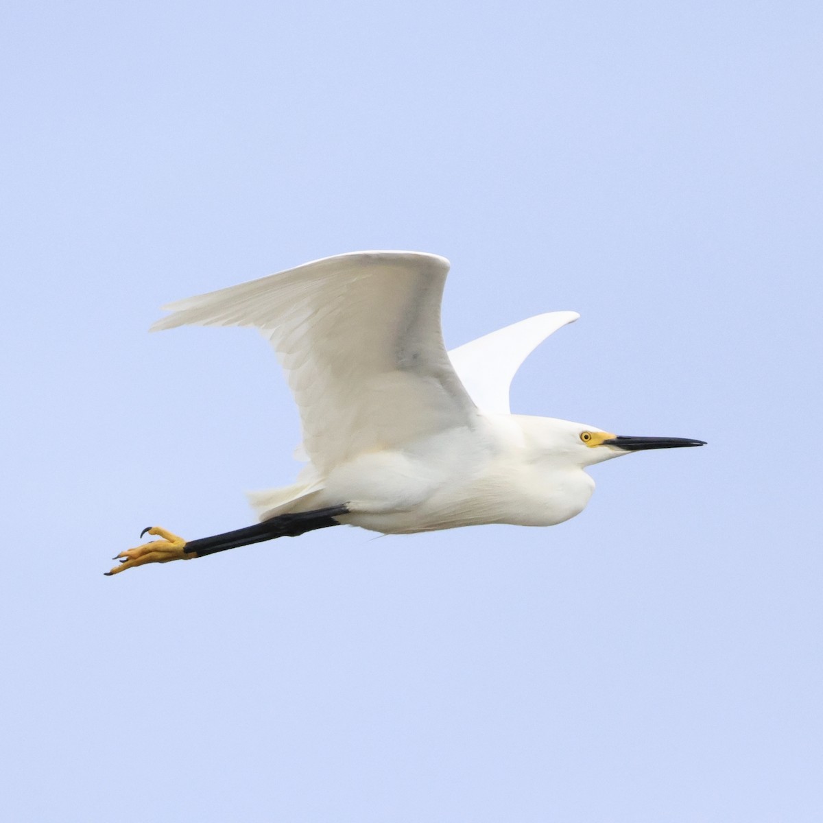 Snowy Egret - Parsley Steinweiss