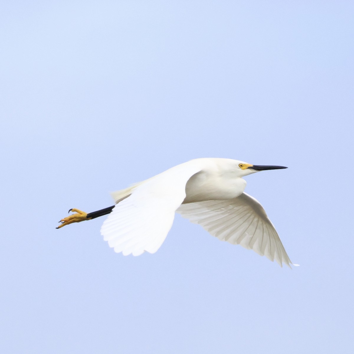 Snowy Egret - ML620258662