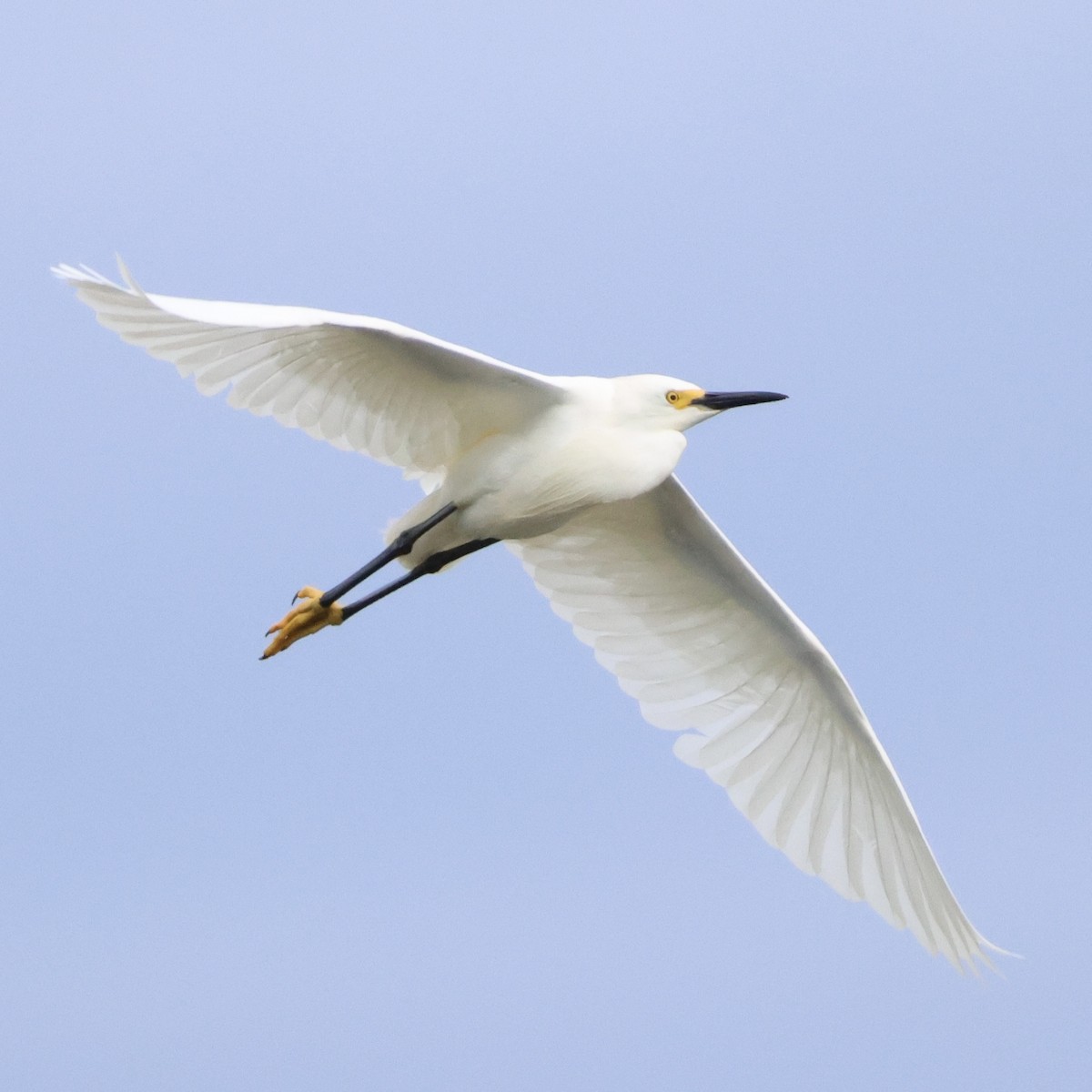 Snowy Egret - ML620258664