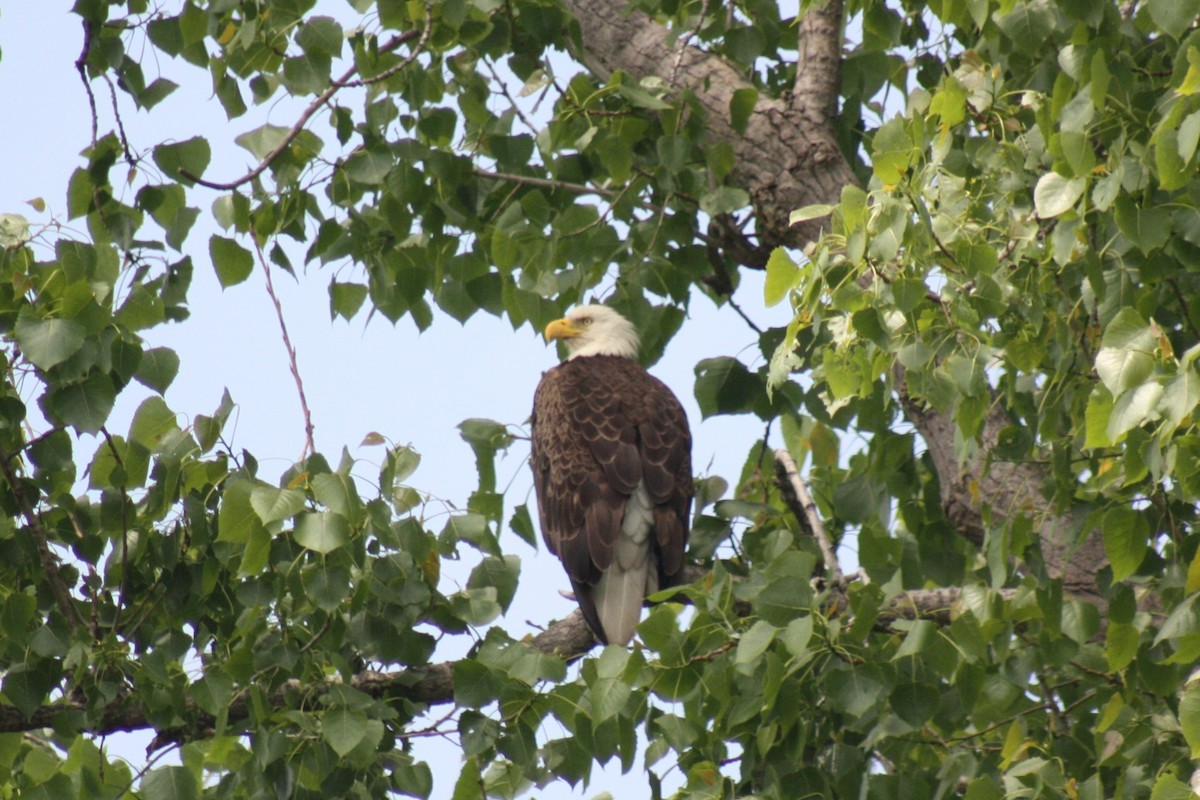 Bald Eagle - ML620258674