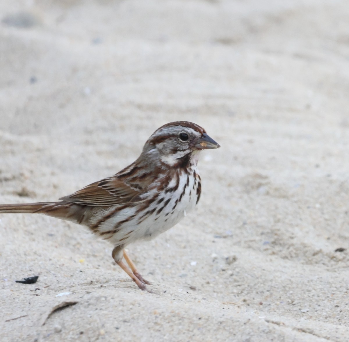 Song Sparrow - ML620258679