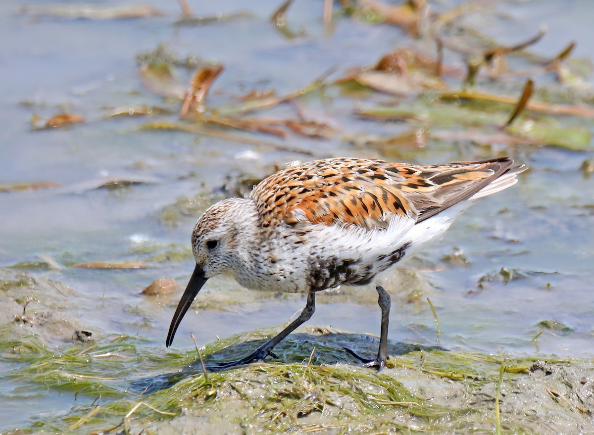 Dunlin - ML620258682