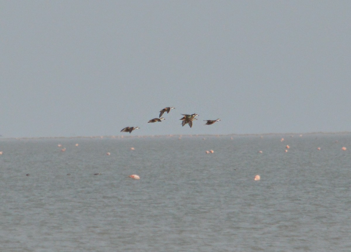 White-cheeked Pintail - ML620258687