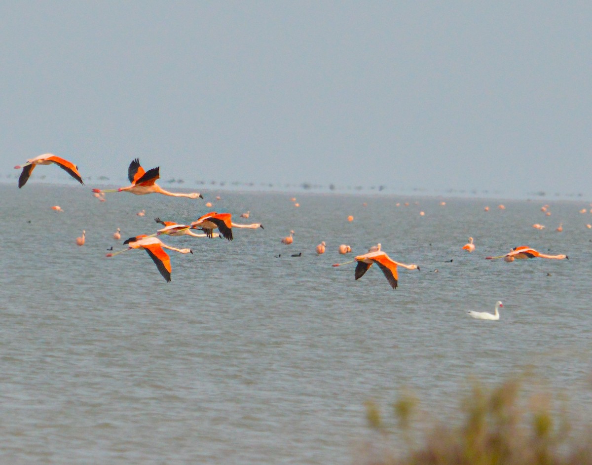 Chilean Flamingo - ML620258697