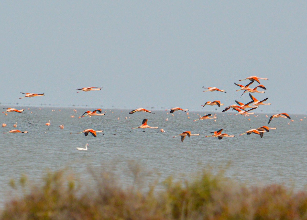 Chilean Flamingo - ML620258698