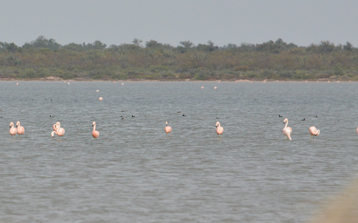 Chilean Flamingo - ML620258699