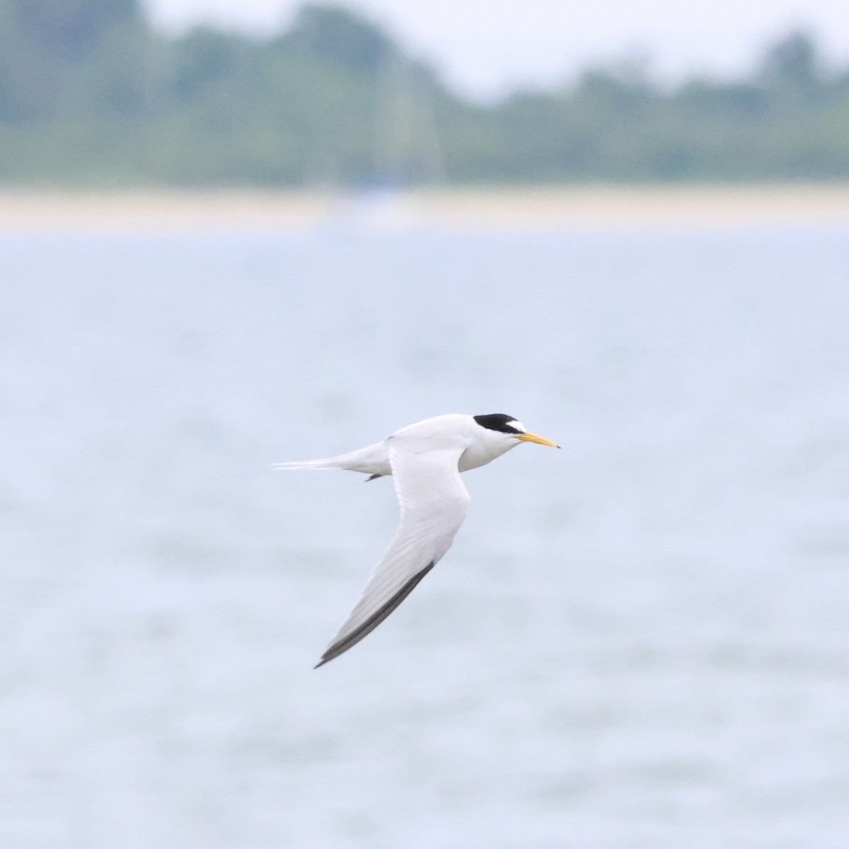 Least Tern - ML620258702