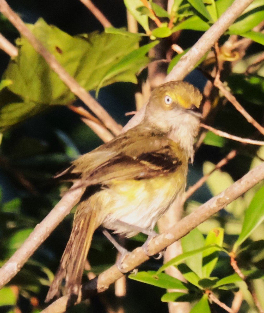 White-eyed Vireo - ML620258705