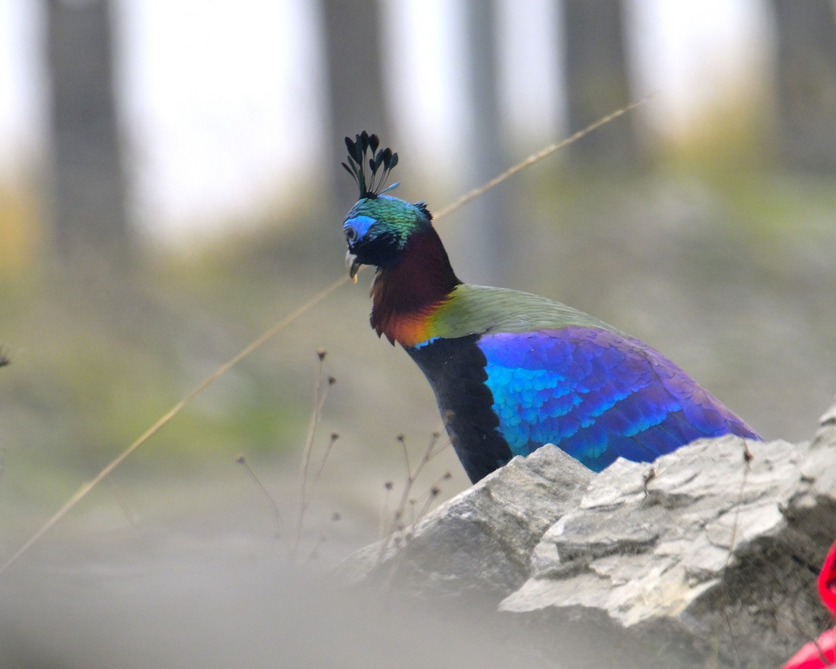 Himalayan Monal - ML620258715