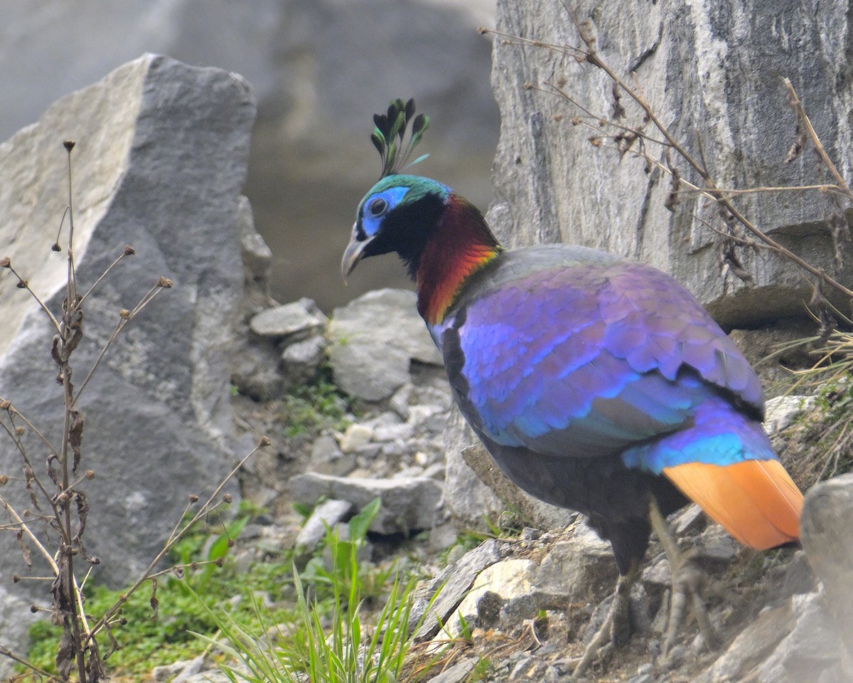 Himalayan Monal - ML620258716