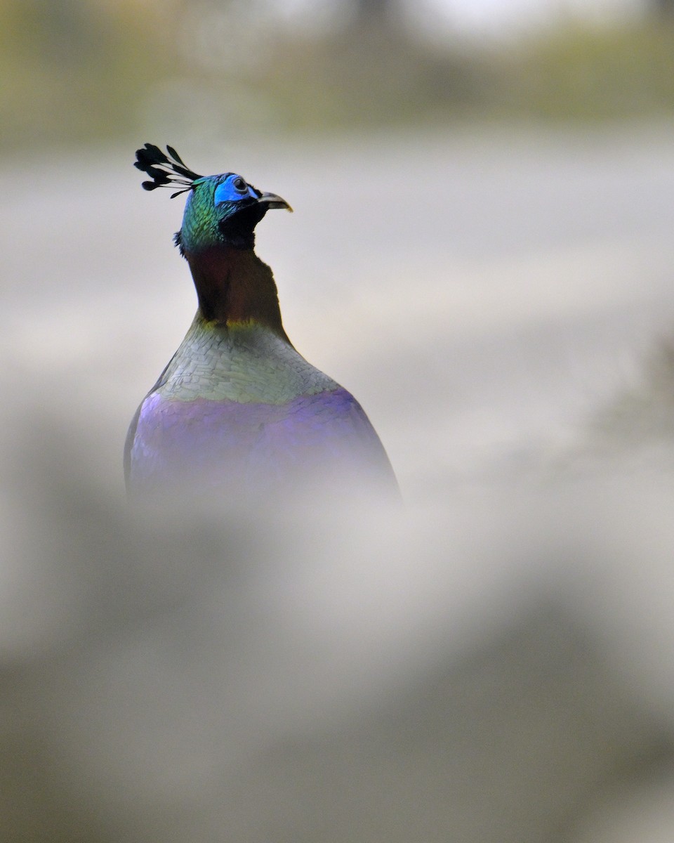 Himalayan Monal - ML620258717